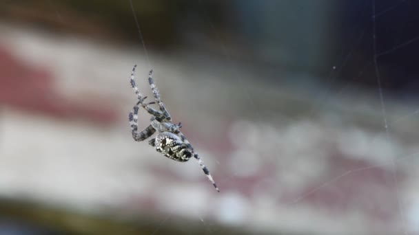 Donkergekleurde Bruine Zeilspin Neoscona Nautica Zijn Web Zijaanzicht Uhd Videobeelden — Stockvideo