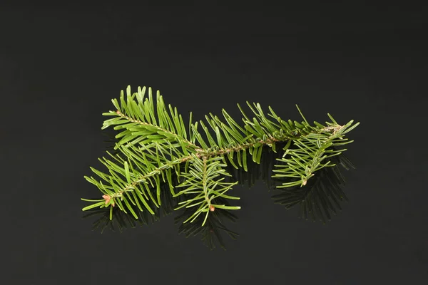 Spruce Branch Isolated Acrylic Black Background High Resolution Photo Full — Stock Photo, Image