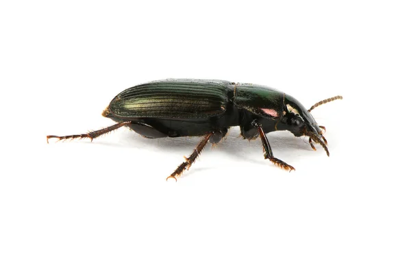Kabuk Böceği Beyaz Arka Planda Büyük Yeşilimsi Böcek Latince Adı — Stok fotoğraf