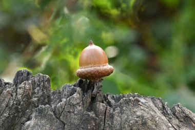 Orman arka planında izole edilmiş bir meşe ağacı. Yüksek çözünürlüklü. Tam alan derinliği.
