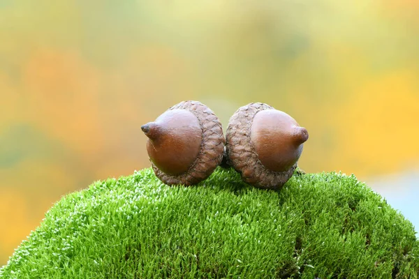 Pipoca Carvalho Uma Pedra Musgo Isolado Fundo Floresta Foto Alta — Fotografia de Stock