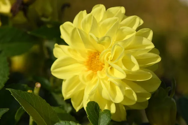 Fleur Dahlia Jaune Sur Fond Jardin Photo Haute Résolution Profondeur — Photo