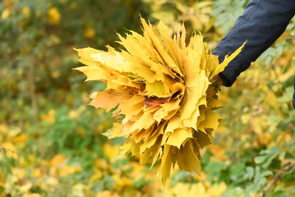 Hombre Sostiene Ramo Hojas Otoño Mano Cálido Día Otoño Hojas — Foto de Stock