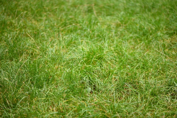 Green Natural Grass Forest Background High Resolution Photo — Stock Photo, Image