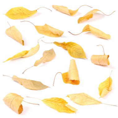 Koleksiyon grubu güzel renkli sonbahar kiraz yaprakları beyaz arkaplanda izole