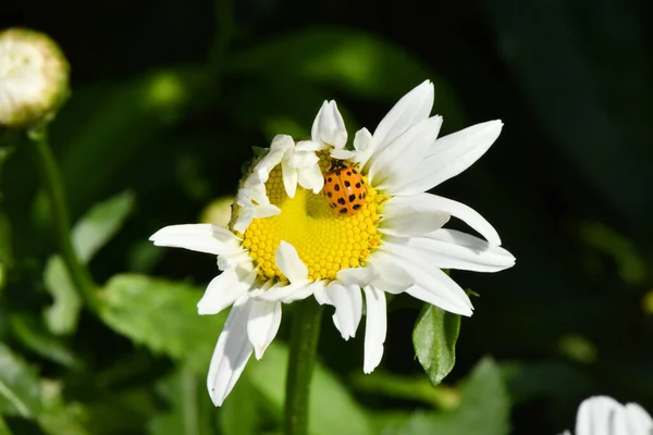 Πασχαλίτσα Μαργαρίτα Εικόνα Για Καλοκαίρι Και Λουλούδια Φωτογραφία Υψηλής Ανάλυσης — Φωτογραφία Αρχείου