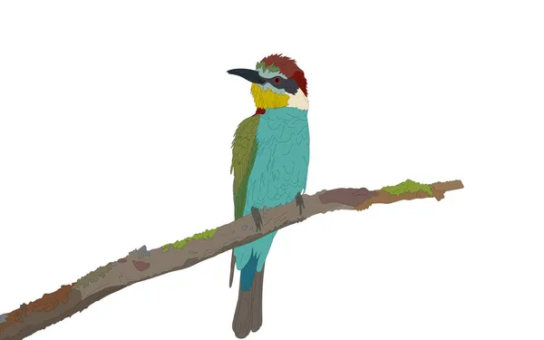 Merops Apiaster 고립된 새이다 일러스트 — 스톡 벡터