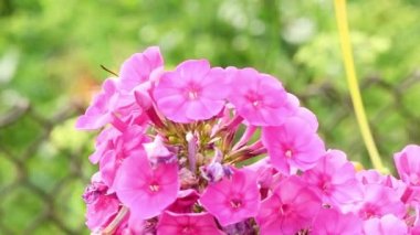 Sinekkuşu kelebeği, şahin güvesi fenik çiçeklerinin üzerinde uçuyor. 4K UHD video görüntüsü 3840X2160.