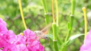 Sinekkuşu kelebeği, şahin güvesi fenik çiçeklerinin üzerinde uçuyor. 4K UHD video görüntüsü 3840X2160.