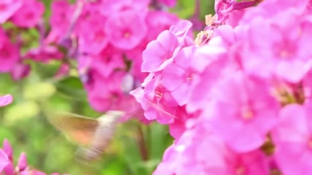 Kolibri Fjäril Hök Mal Svävar Över Flox Blommor Uhd Videofilmer — Stockvideo