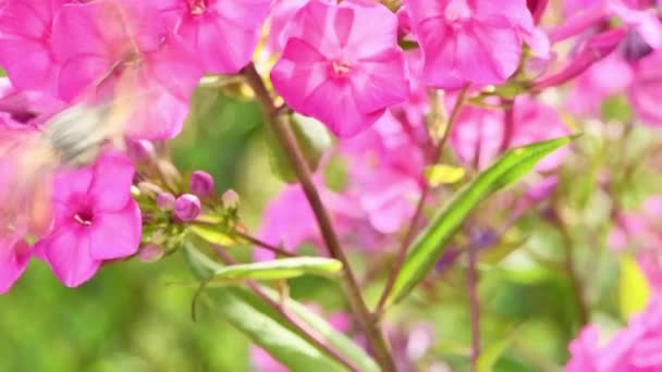 Kolibri Fjäril Hök Mal Svävar Över Flox Blommor Uhd Videofilmer — Stockvideo