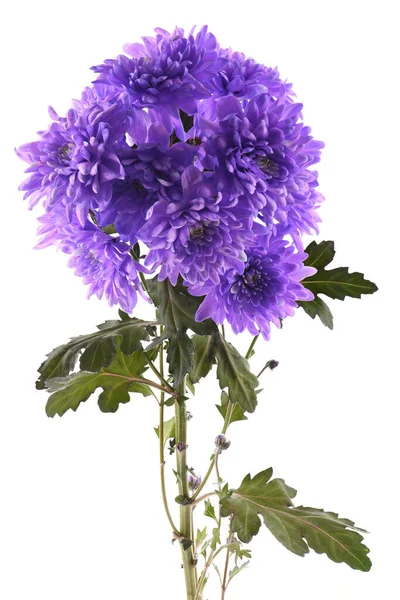 在白色背景上分离的单茎菊花 Chrysanthemum Indicum 有许多紫色花 高分辨率照片 实地的全部深度 — 图库照片