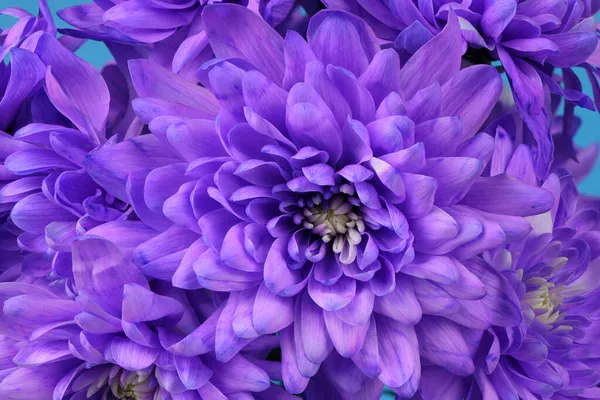 Flor Crisântemo Roxo Chrysanthemum Indicum Foto Alta Resolução Profundidade Total — Fotografia de Stock