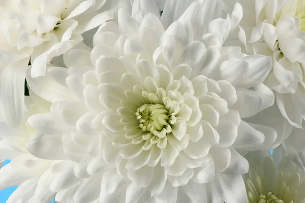 Λευκό Χρυσάνθεμο Chrysanthemum Indicum Φωτογραφία Υψηλής Ανάλυσης Πλήρες Βάθος Πεδίου — Φωτογραφία Αρχείου