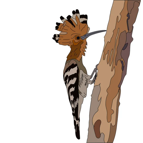 Beyaz arka planda sanatsal çizim, Tropikal kuş. Güzel Hoopoe, Avrasyalı Hoopoe.