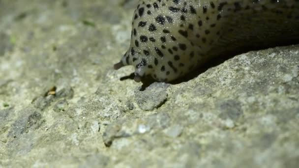 Limax Maximus Luipaardslak Grote Grijze Slak Afgebroken Slak Slug Klimt — Stockvideo