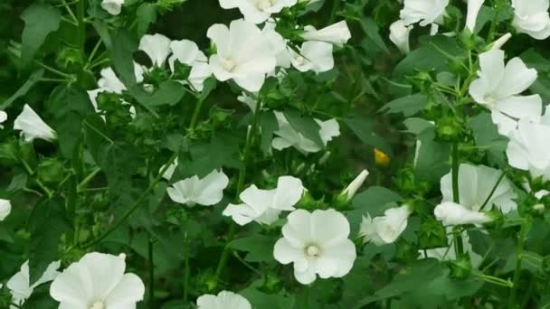 Beweeg Van Links Naar Rechts Jonge Witte Bloemen Uhd Videobeelden — Stockvideo