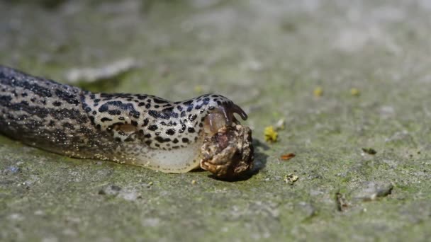 Slak Eet Het Gedroogde Kersenfruit Structuur Van Radula Rasp Duidelijk — Stockvideo