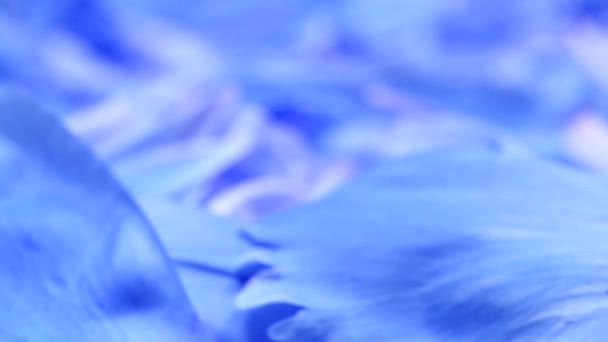 牡丹の抽象的な青の背景 極端なクローズアップ サイドビュー ループ モーション 360回転 Uhdビデオ映像3840X2160 — ストック動画