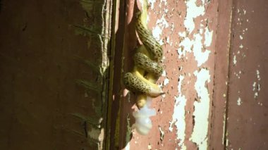 Çiftleşen sümüklüböcekler. Limax maximus, leopar sümüklüböceği, büyük gri sümüklü böcek, omurgalı sümüklü böcek. 4K UHD video görüntüsü 3840X2160.