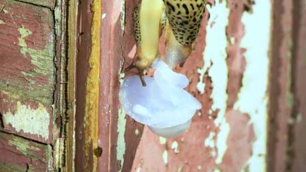 Mating Slakken Limax Maximus Luipaardslak Grote Grijze Slak Afgebroken Slak — Stockvideo