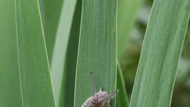 Snail Crawling Long Green Leaf Uhd Video Footage 3840X2160 — Stock Video