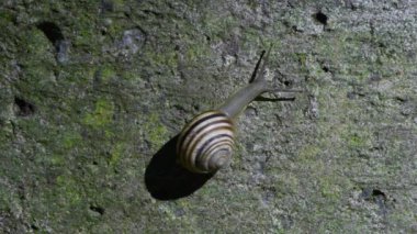 Çizgili bir salyangoz beton duvarda sürünüyor. Yakın plan. 4K UHD video görüntüsü 3840X2160.