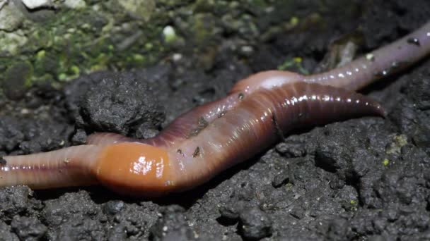 Gewone Regenworm Lumbricus Terrestris Norfolk Paring Een Close Uhd Videobeelden — Stockvideo