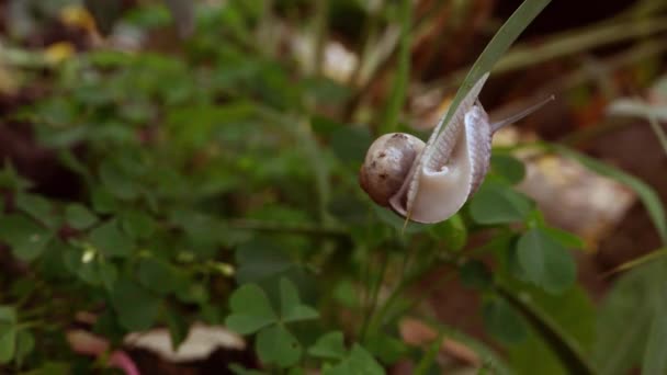 Küçük Bir Salyangoz Bir Çimen Yaprağının Ucuna Asılır Yolunu Bulmaya — Stok video