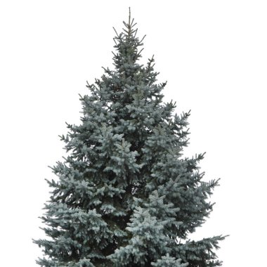 Mavi ladin, beyaz arka planda izole edilmiş. Yüksek çözünürlüklü fotoğraf.