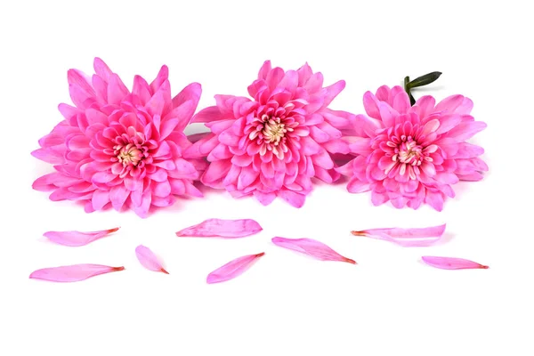 Rózsaszín Krizantém Virág Chrysanthemum Indicum Elszigetelt Fehér Alapon Nagy Felbontású — Stock Fotó