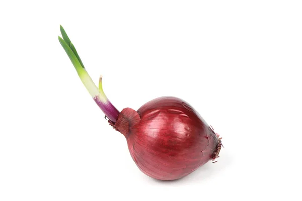 Spring Onion Isolated White Background Sprouted Red Onion High Resolution — Stock Photo, Image