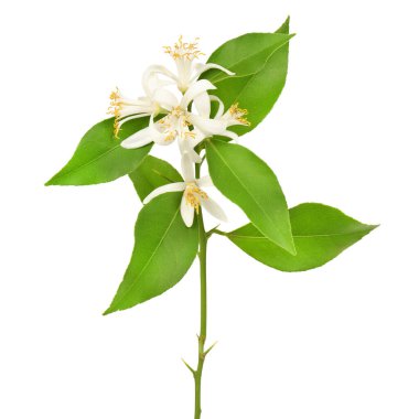 Beyaz arka planda izole edilmiş taze limon çiçeği. Yüksek çözünürlüklü. Tam alan derinliği.