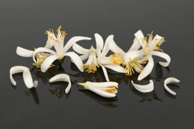 Siyah akrilik arka planda izole edilmiş taze limon çiçeği. Yüksek çözünürlüklü. Tam alan derinliği.