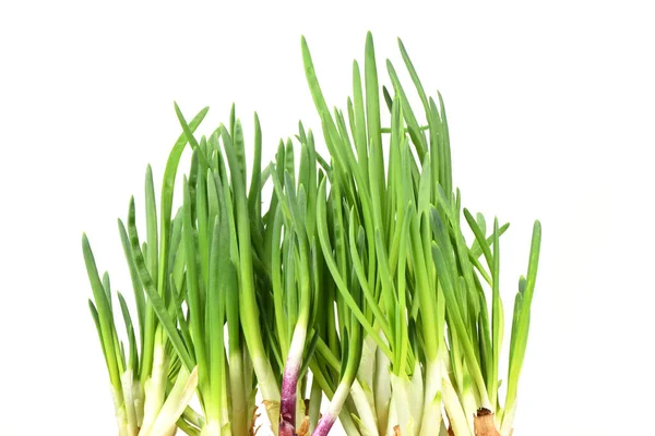 Leaf Green Onion Spring Onion Scallion High Resolution Photo Full — Stock Photo, Image