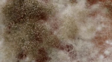 Küf aşırı yakın çekim. Makro küf iğnesi. Yan görüş. Küf, çok hücreli lifler şeklinde büyüyen bir mantardır. Yan görüş. 4K UHD video görüntüsü 3840X2160.