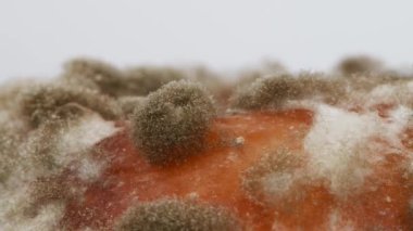 Küf aşırı yakın çekim. Makro küf iğnesi. Yan görüş. Küf, çok hücreli lifler şeklinde büyüyen bir mantardır. Yan görüş. 4K UHD video görüntüsü 3840X2160.