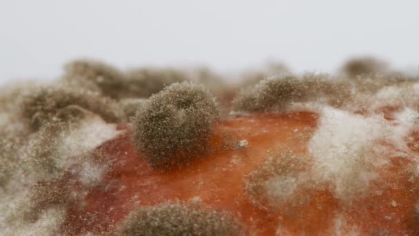模型的极端特写 模子的宏观拍摄 侧视图 霉菌是一种以多细胞丝状生长的真菌 侧视图 Uhd视频3840X2160 — 图库视频影像