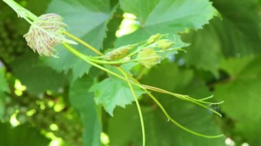 Asma yaprakları üzerinde üzüm filoxera (Daktulosphaira vitifoliae). Üzüm filoxera safralı üzüm yaprakları. Yan görüş. 4K UHD video görüntüsü 3840X2160.