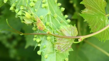 Asma yaprakları üzerinde üzüm filoxera (Daktulosphaira vitifoliae). Üzüm filoxera safralı üzüm yaprakları. Yan görüş. 4K UHD video görüntüsü 3840X2160.