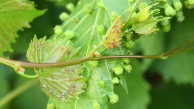 Asma yaprakları üzerinde üzüm filoxera (Daktulosphaira vitifoliae). Üzüm filoxera safralı üzüm yaprakları. Yan görüş. 4K UHD video görüntüsü 3840X2160.