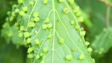 Asma yaprakları üzerinde üzüm filoxera (Daktulosphaira vitifoliae). Üzüm filoxera safralı üzüm yaprakları. Yan görüş. 4K UHD video görüntüsü 3840X2160.