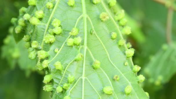 Asma Yaprakları Üzerinde Üzüm Filoxera Daktulosphaira Vitifoliae Üzüm Filoxera Safralı — Stok video