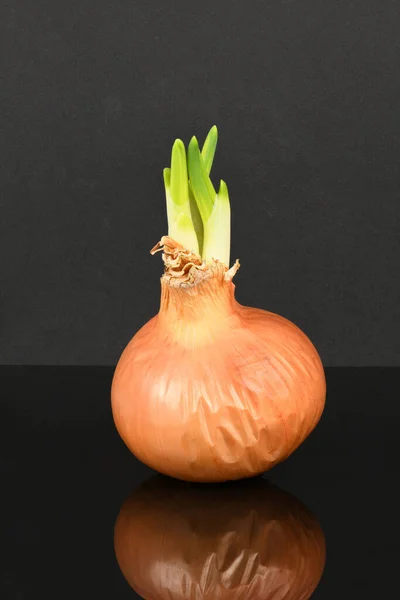 Cebolla Con Brotes Verdes Aislados Sobre Fondo Negro Acrílico Comida — Foto de Stock