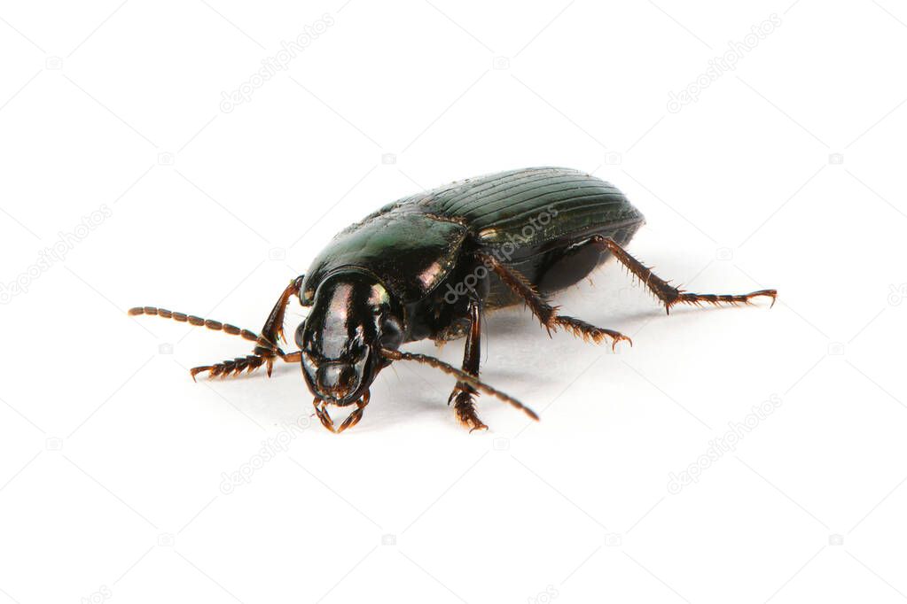 Bark beetle, big greenish beetle on white background (Latin name Selatosomus gravidus). High resolution photo. Full depth of field.