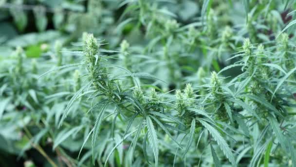 Cáñamo Balancea Viento Primer Plano Las Flores Cannabis Vista Lateral — Vídeo de stock