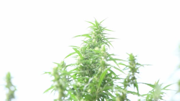 Canapa Ondeggia Nel Vento Primo Piano Fiori Cannabis Sul Bianco — Video Stock