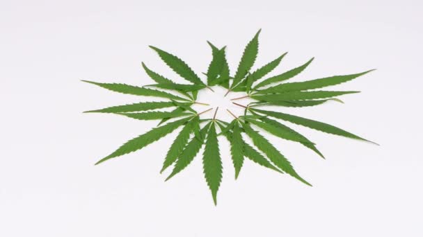 Cannabis Blad Vikta Cirkel Vit Bakgrund Sidovy Rörelse Loopen Rotation — Stockvideo