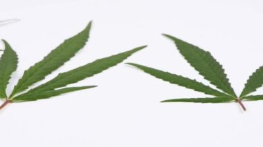 Kenevir yaprakları beyaz arka planda katlanmış. Yan görüş. Döngü hareketi. Rotasyon 360. 4K UHD video görüntüsü 3840X2160.