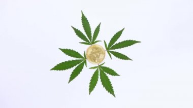Beyaz arka planda dört kenevir yaprağı ve bir bitcoin para. Üst Manzara. Döngü hareketi. Rotasyon 360. 4K UHD video görüntüsü 3840X2160.